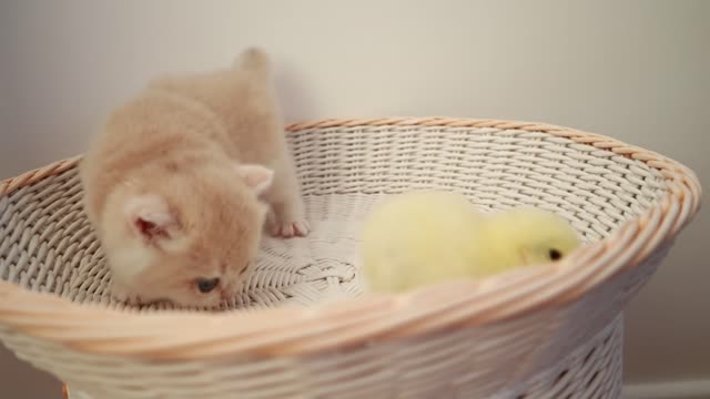 Cutest Moments:Kittens walk with a tiny chicken