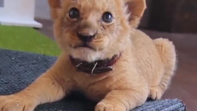 Wild Animal Sound