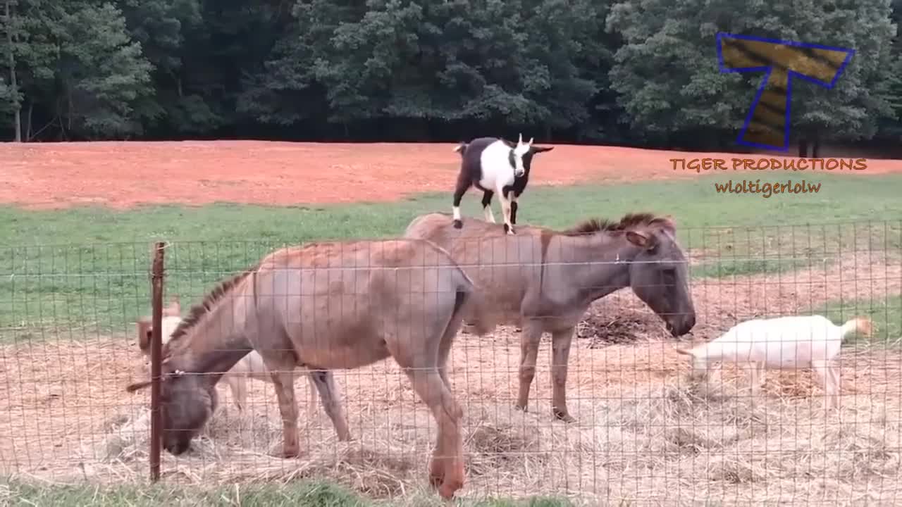 Goats--try not to laugh!