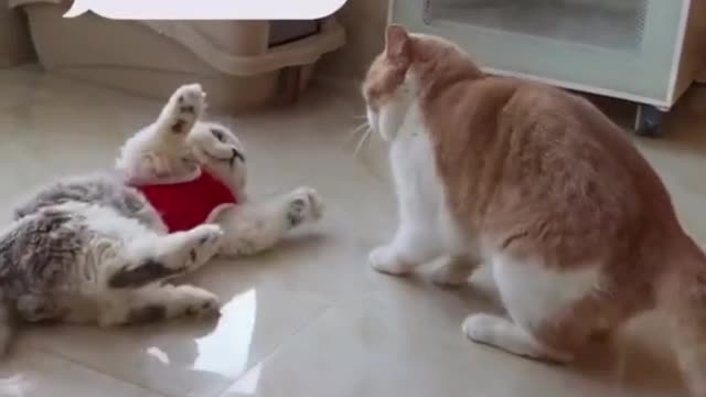 Funny Cat