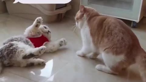 Funny Cat