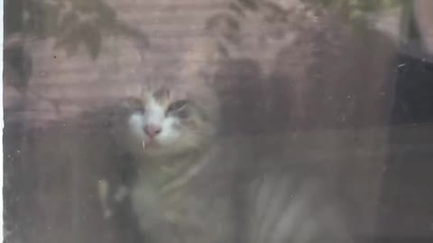 😸 Best Inspiring Animal Rescues Of The Year 🐶
