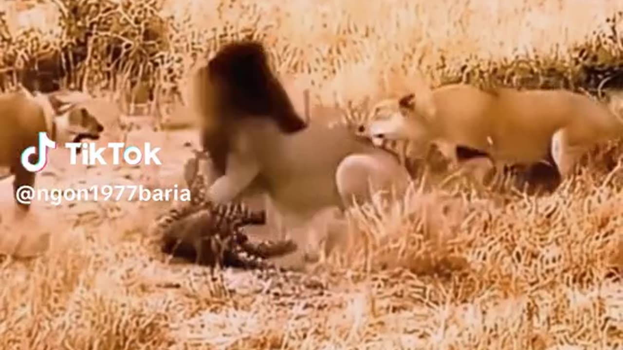 The lion video about danger