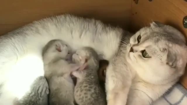 Cute cat kitten video 2022