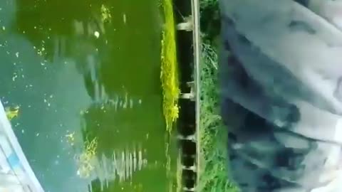 This is a beautiful and charming water-dwelling species