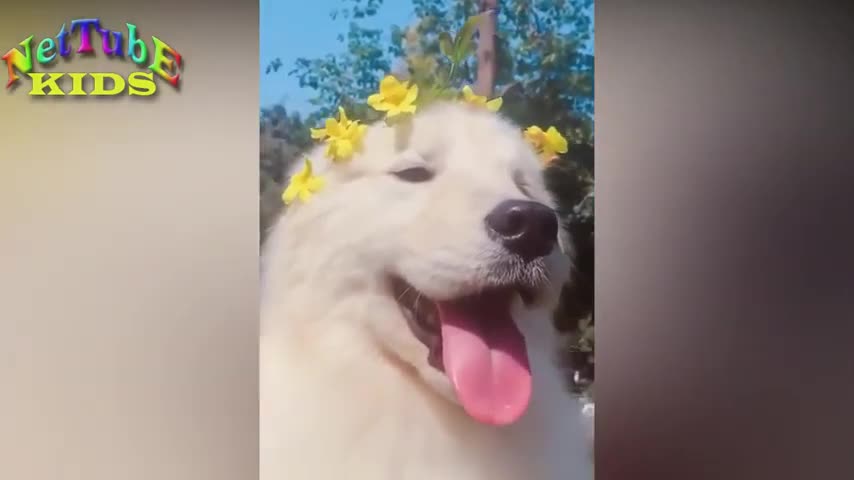 Unbelieble!!!funny dog and cats videos