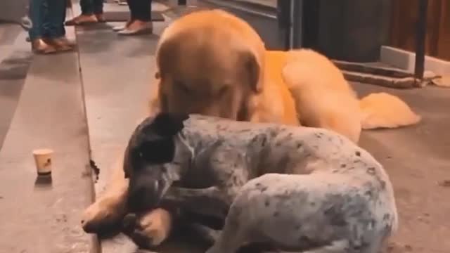 DOG GREAT FRIENDS FOREVER VIRAL SHORTS