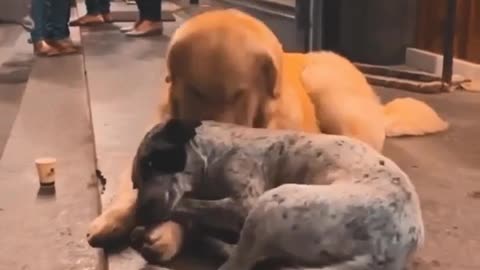 DOG GREAT FRIENDS FOREVER VIRAL SHORTS