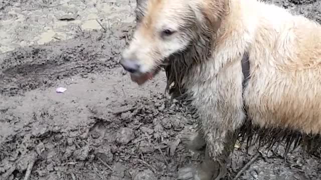 Dogs Take a Mud Bath