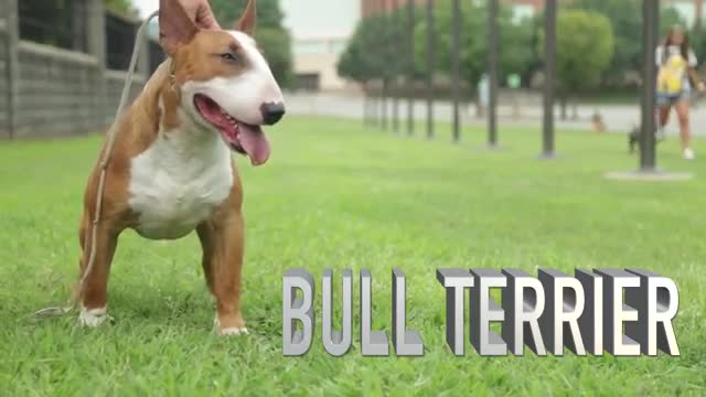 THE BULL TERRIER - A DOG LOVER'S INTRODUCTION