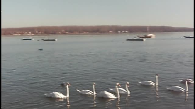 Gathering swans