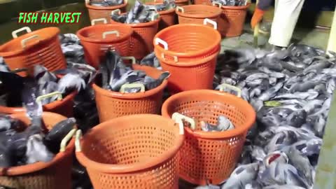 Amazing Technology Nets Fishing On Sea Handling Preserving Freezing Fish On Boats