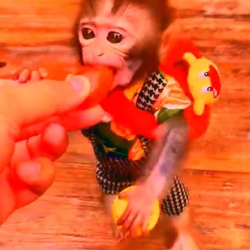 Adorable Monkeys, animal, monkey, pets, funny animals, cute monkey, baby monkey, lovely monkey #1
