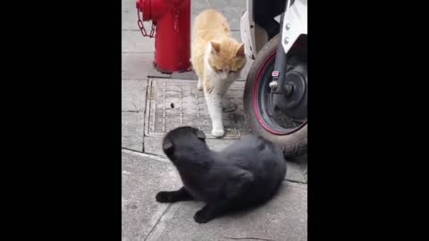 Funniest-animals-best-of-the-2021-funny-animal-videos#4