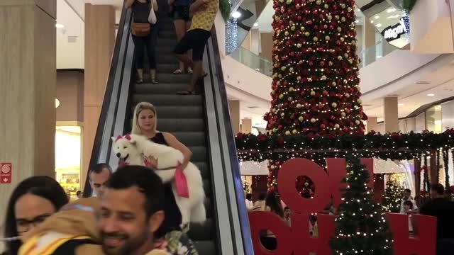 Mall Allows Dogs for a Day