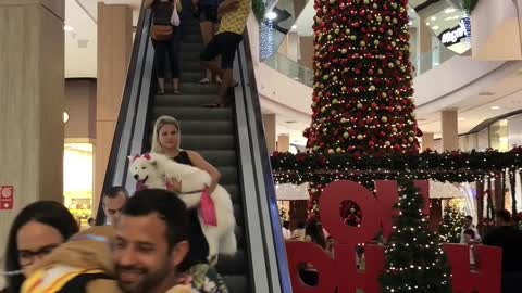 Mall Allows Dogs for a Day