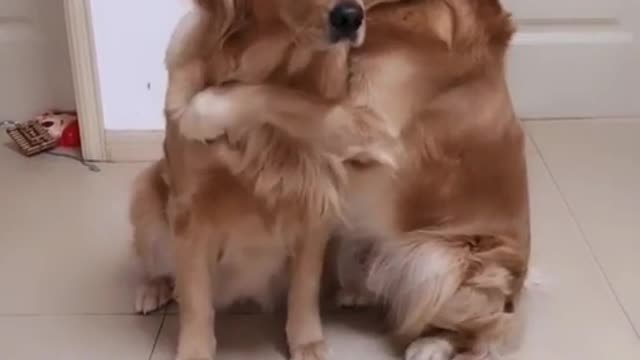 Cutest couple dogs cuddling (Golden Retriever)