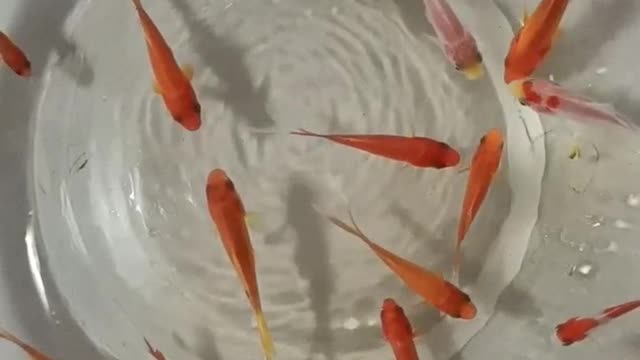 Small goldfish