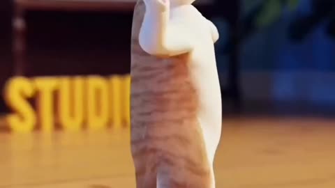 Cat dance