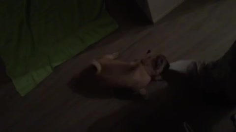 Pug Attacking Feet