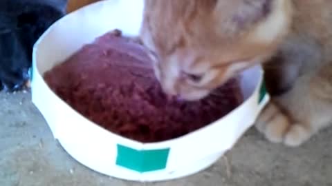 A baby cat eating deliciously