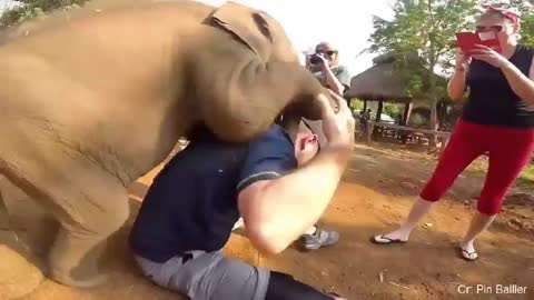 The Trunk of An Elephant Pulls a Woman Down