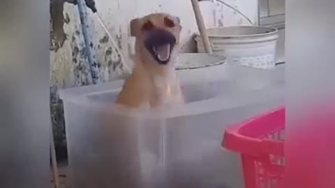 Doguinho happy