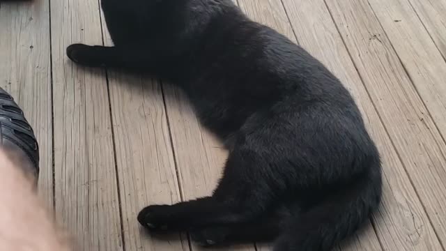 A Beautiful Black Cat Makes An Appearance on Friday the 13th in Chicago 2