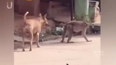 Funny animal video