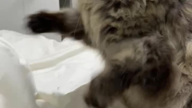 Playing with Cats blue