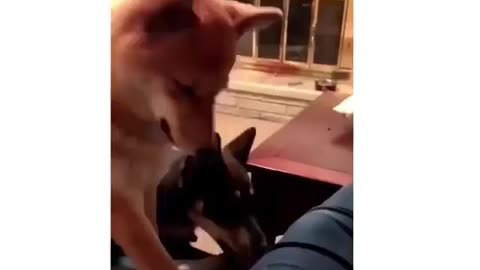Fast dog 😅😂😅