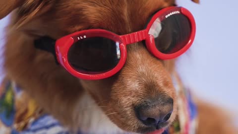 A cute little dog with sunglasses and shirts on ♥️