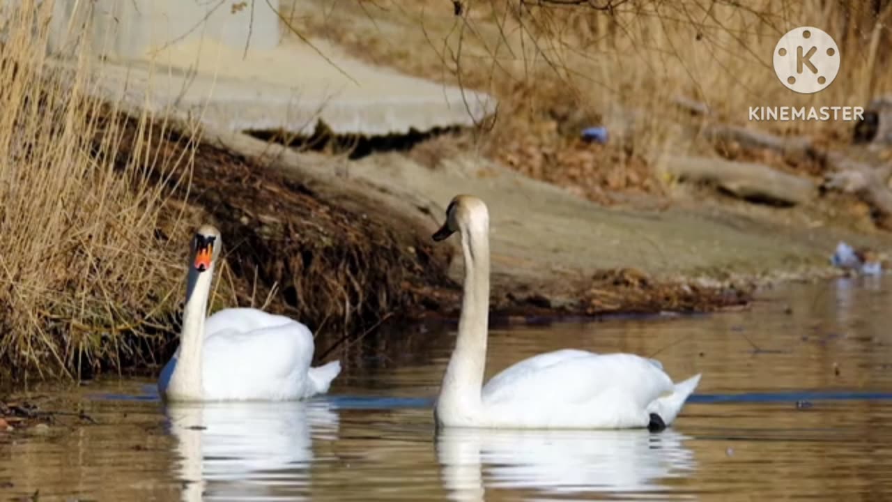 Swan's Love