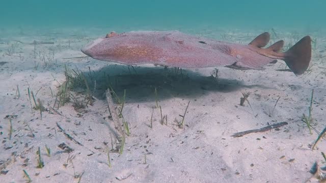 Electric Ray Hides Under the Ocean Floor