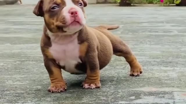 Most Expensive Bully