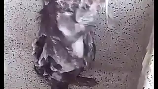 Rat Taking a Bath like Human