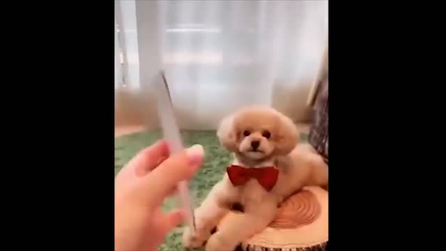 cute baby Dogs Video - Cute Pets And Funny Animals 2021