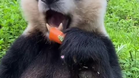 panda eating carrot