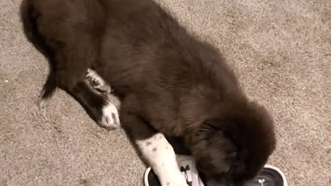 Anatolian pyrenees puppy