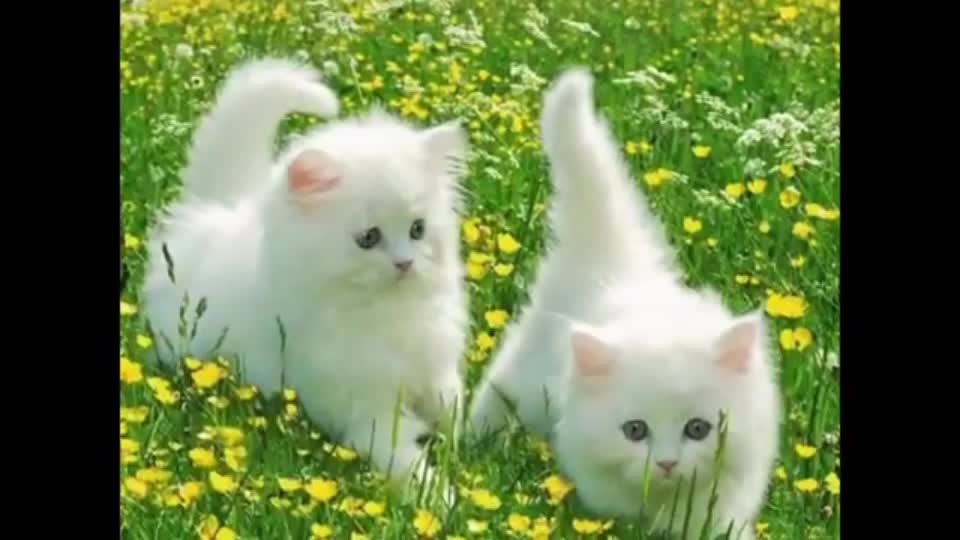 قطط كيوت روووعه/cute cats