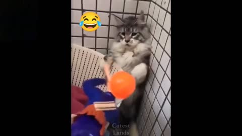 🤣 funniest animals try not to laugh