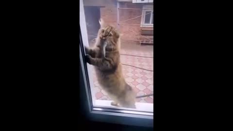 Funny animal videos 2023