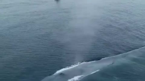 The biggest blue whale in the world