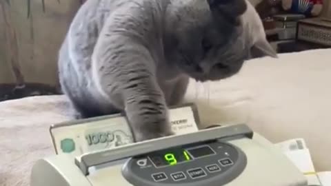 Bank kitty