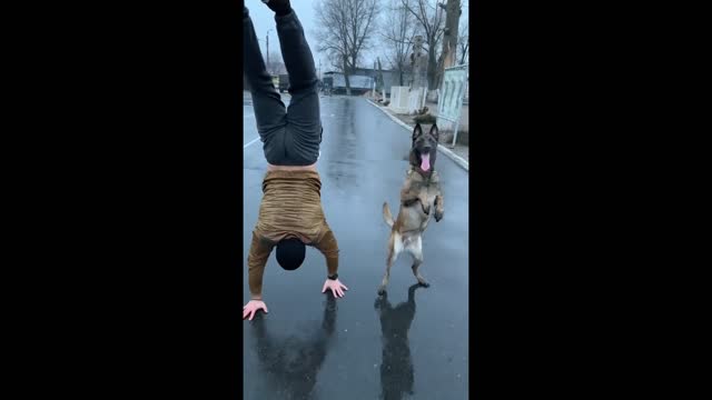 How to have a good time with your dog