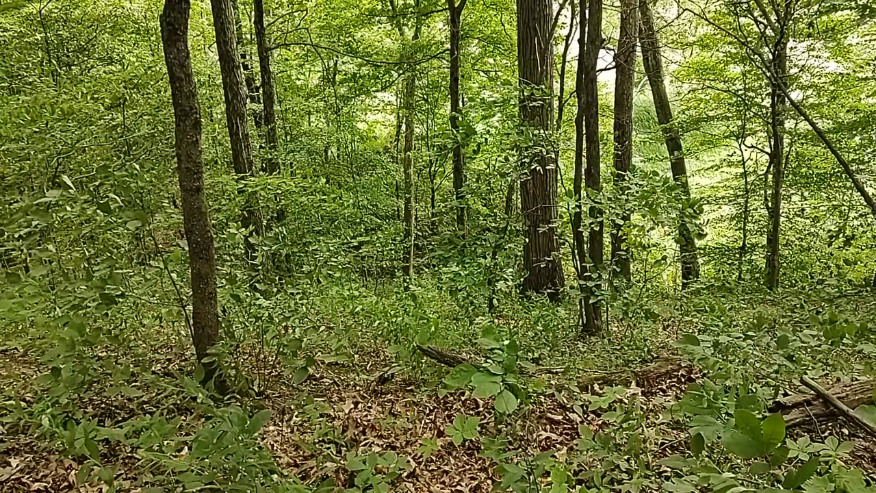 Fay Pickering State Park Mountain Bike Trails