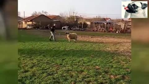 Funny sheep attacking people 11