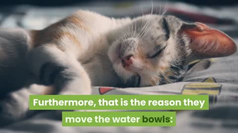 Why cats move water bowls before drinking water 2021