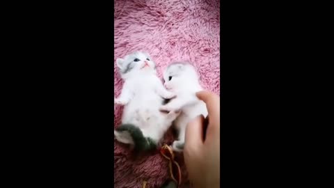 cute CAT Kittens playing on pink fluffy cotton rug