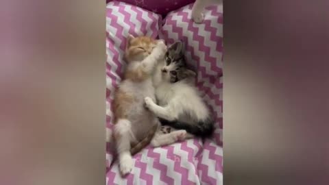 16 minutes of adorable cats and kittens videos to keep you smiling